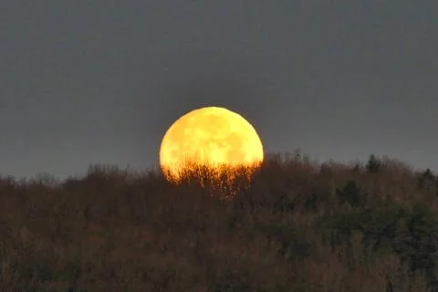Wolf Moon. Stock Photos