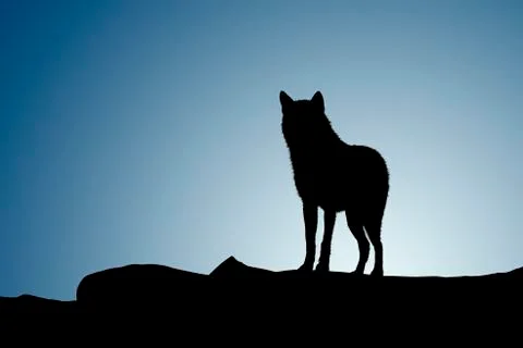 Wolf on a moonset Stock Photos