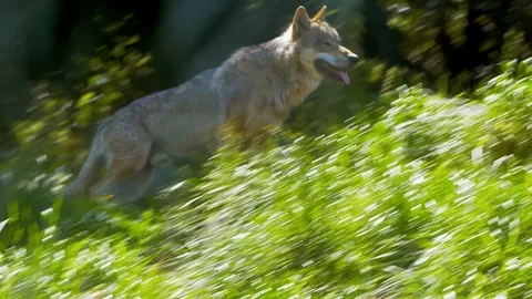 Wolf moving up grassy hill Stock Footage 114621413