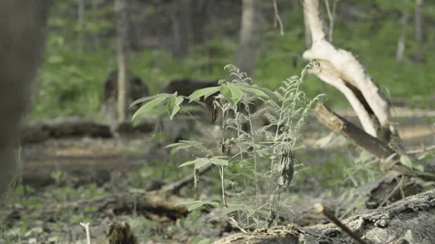 Wolf Moving Through Dense Woodland Stock Footage 311013953