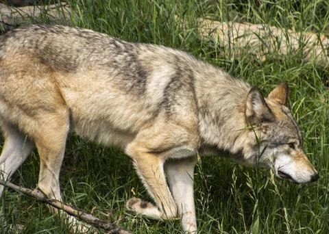 Wolf moving through tall grass in a natural habitat during daylight hours n.. Stock Photos