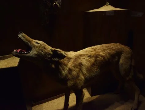 Wolf mummy at a museum Stock Photos
