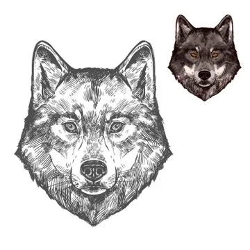 Wolf muzzle vector isolated sketch animal Stock Illustration