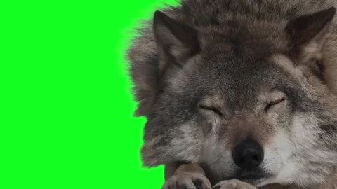Wolf naps on a green screen Vídeo Stock 329697114