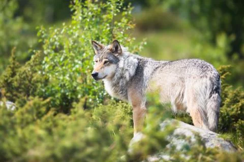 Wolf in nature Stock Photos