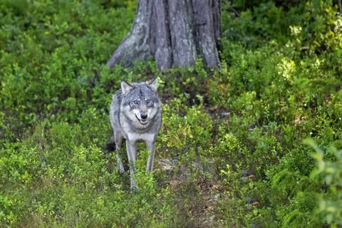 Wolf in the Norwegian forest Stock Photos