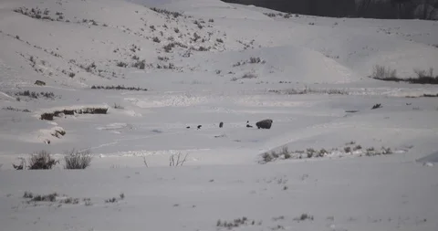 Wolf pack approaches wounded bison 1 Stock Footage 119505474