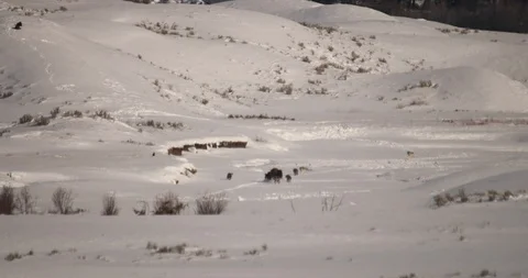 Wolf pack attacking bison 1 Stock Footage 119505609
