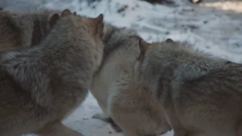 Wolf pack being agressive and fighting Stock Footage 166058716