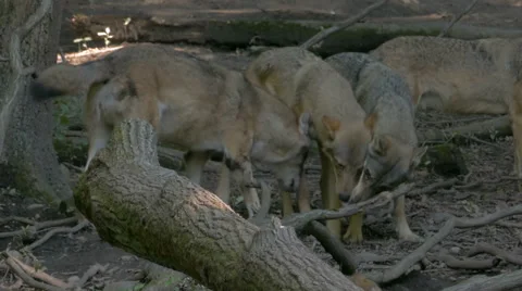 Wolf pack (Canis lupus) socializing in the forest. Stock Footage 55211721