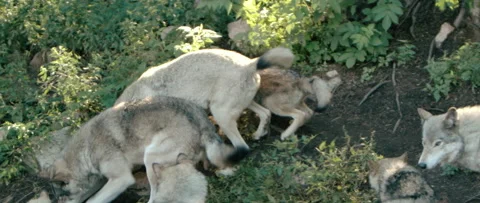 Wolf pack chasing small game in the forest Video stock 168329201