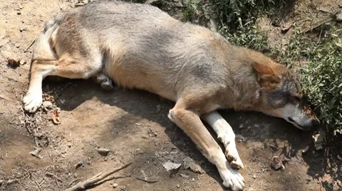 Wolf pack display in wilderness, Carnivore Animals, Endangered species, Wild Vídeo Stock 8624847