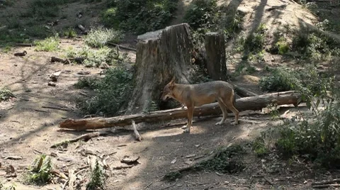 Wolf pack display in wilderness, Carnivore Animals, Endangered species, Wild Vídeo Stock 8625760
