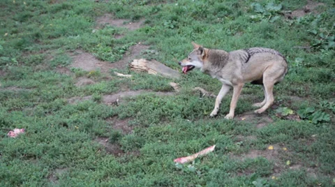 Wolf Pack Eating Stock Footage 25936140