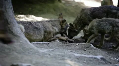 Wolf pack eating meat (shallow DOF) Stock Footage