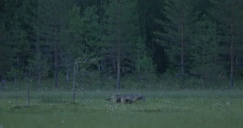 Wolf pack fight, two animals. Wolf from Finland, in the green meadow. Gray wolf, Stock Footage 164881847