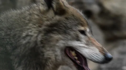 Wolf pack Vídeos de archivo 24719994