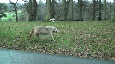 Wolf Pack Stock Footage 32882616