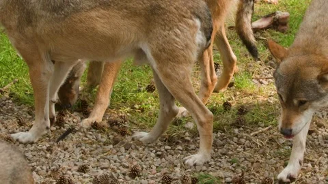 Wolf Pack Foraging on Forest Floor in Scottish Highlands Stock Footage 321720635