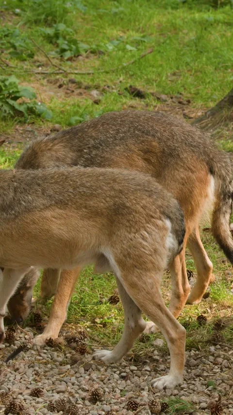 Wolf Pack Foraging Together in Scottish Highlands Forest Stock Footage 320937972