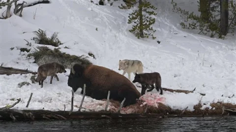 Wolf pack hunting and attacking a bison buffalo along river, Yellowstone winter Video stock 334630032