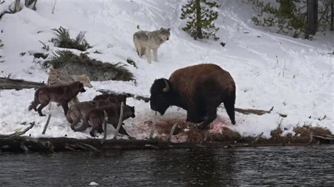 Wolf pack hunting and attacking a bison buffalo in Yellowstone in winter Video stock 334632924