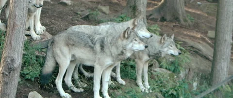 Wolf pack hunting for prey in forest Stock Footage 168329209