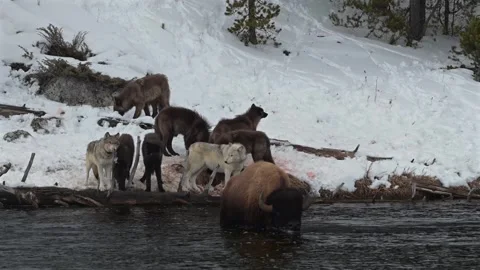 Wolf pack hunts a bison, buffalo tries to escape in river, winter Yellowstone Video stock 334628541