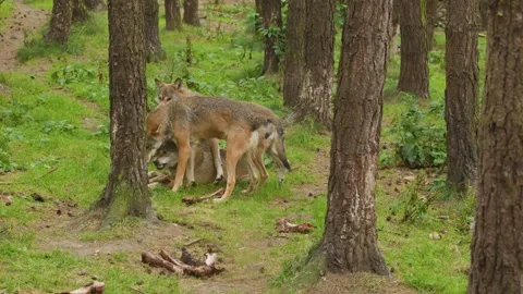 Wolf Pack Interacting and Feeding in Scottish Highlands Forest Stock Footage 321041119