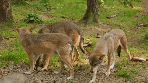 Wolf Pack Interacting in Scottish Highlands Forest Clearing Stock Footage 321529328