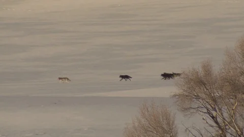Wolf Pack Many Wolves Walking in Winter Snow in Yellowstone Stock Footage 128086052