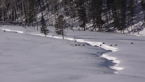 Wolf Pack Many Wolves Walking in Winter Snow in Lamar Valley Yellowstone Stock Footage 128097290