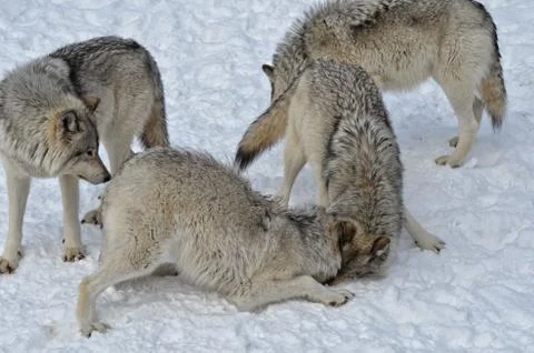 Wolf Pack Stock Photos