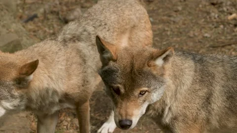 Wolf Pack Resting and Interacting in Scottish Highlands Forest Stock Footage 321524135