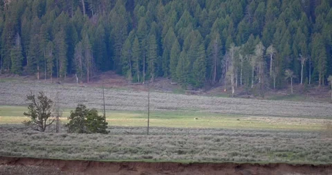 Wolf pack running across spring valley landscape Stock Footage 340072019