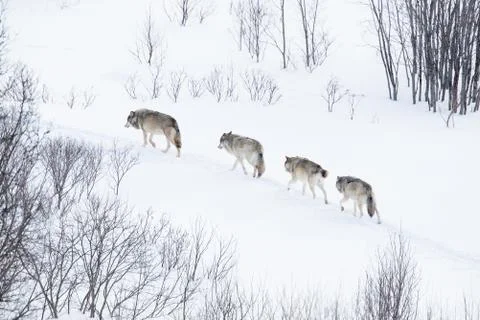 Wolf pack running in the cold landscape Stock Photos