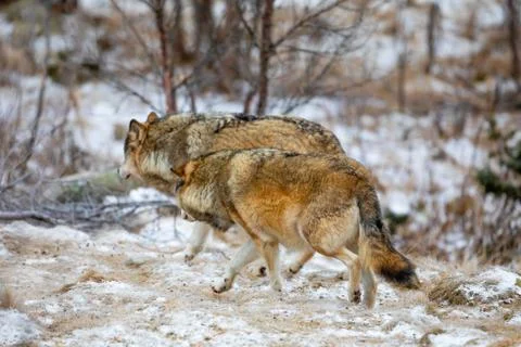 Wolf pack running into the forest at winter Stock Photos