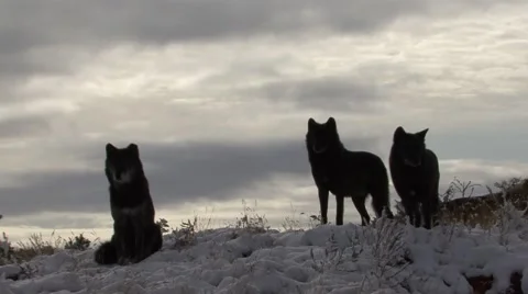 Wolf Pack on Snow Skyline Hilltop Black Gray Color Phase Wolves in Winter Stock Footage 43115381