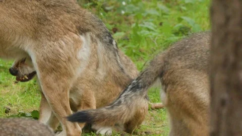 Wolf Pack Social Interaction in Scottish Highlands Forest Stock Footage 321524185