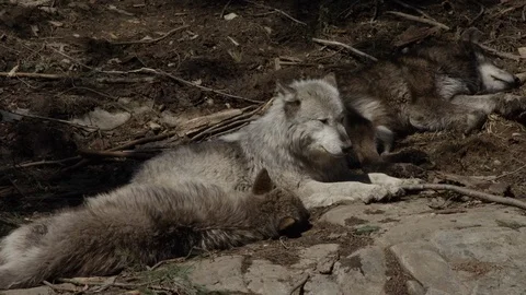 Wolf pack sun bathing on the rocks Stock Footage 106584890