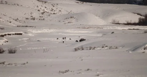 Wolf pack surrounds wounded bison 1 Stock Footage 119505500