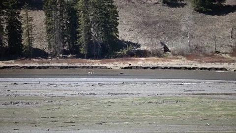A wolf pack takes a break from hunting for food to cool off in a river Stock Footage 115561413