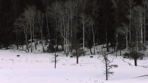 Wolf Pack Walking Through Snow Covered Forest Video stock 130223118