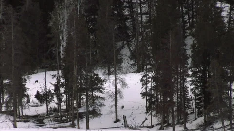 Wolf Pack Walking Through Snow Covered Forest Stock Footage 130223196