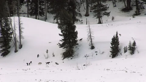 Wolf Pack Walking Through Snow Covered Forest Video stock 130223219