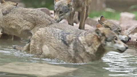 Wolf pack in water drinking Stock Footage 74630810