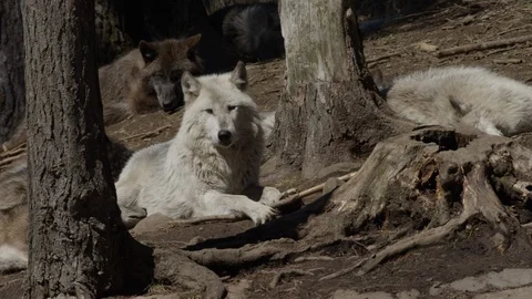 Wolf pack white individual in forest Stock Footage 106584953