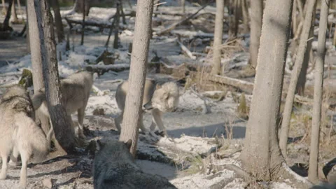 Wolf pack on winter tundra in the forest Video stock 166058698