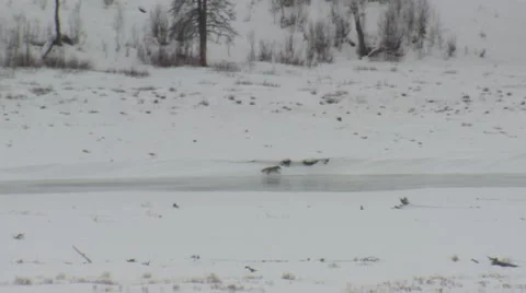 Wolf Pack Wolves Attacking Chasing Coyote in Yellowstone National Park in Winter 스톡 동영상 43133218