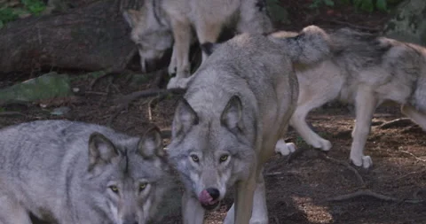 Wolf pack in the woods slow motion stalking Stock Footage 146150007